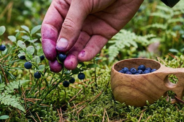 Hand holding blueberries and blueberry juice dripping off. Bowl with more blueberries beside. Person wearing black gloves.