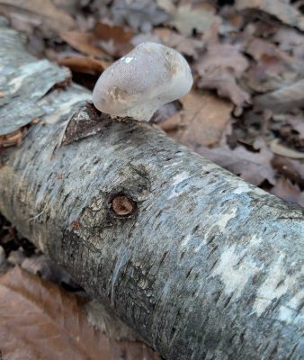 A piece of mushroom on a fallen tree branch in the woods.