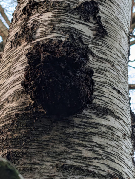 A close-up of the bark on a tree, with rotten spots and some mushrooms growing out of it.