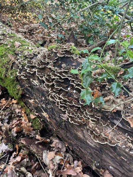 Dead tree trunk in forest with green moss on it.