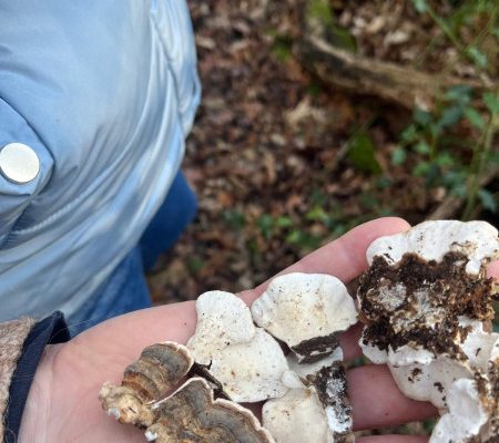 A person holding mushrooms and moss in their hand.