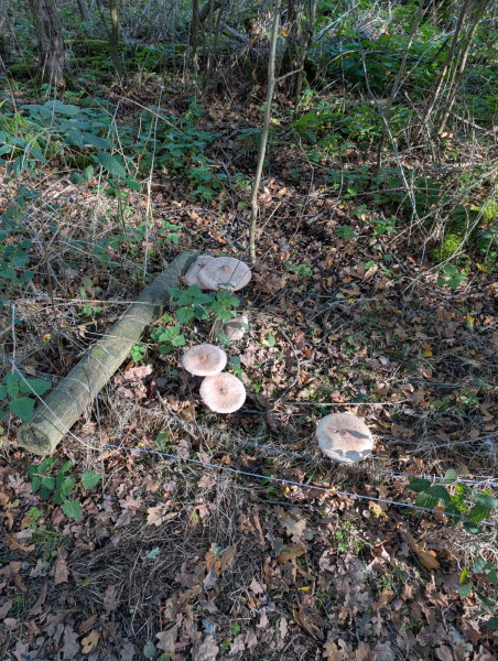 A fence post leaning against a log surrounded by mushrooms in the woods.