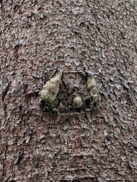 Tree with moss growing on it.